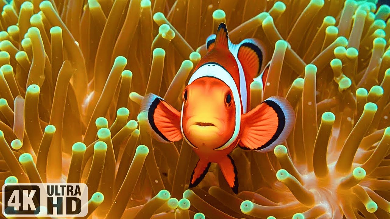 The Best 4K Aquarium - Explore the Stunning World of Sea Jellyfish & Beautiful Coral Reef Fish #2