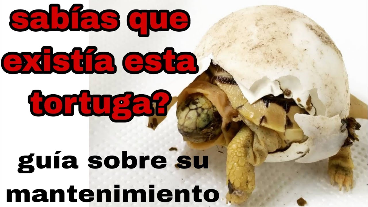 CÓMO cuidar tu TORTUGA de tierra. Mejora su calidad de vida. 🐢🐢🐢