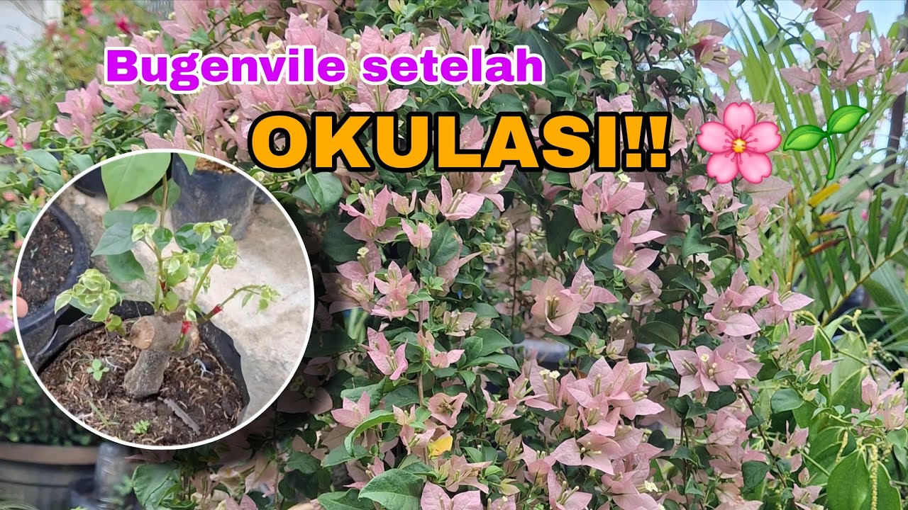 Okulasi Bugenvil Berhasil! Lihat Hasilnya Setelah Ini 🌸