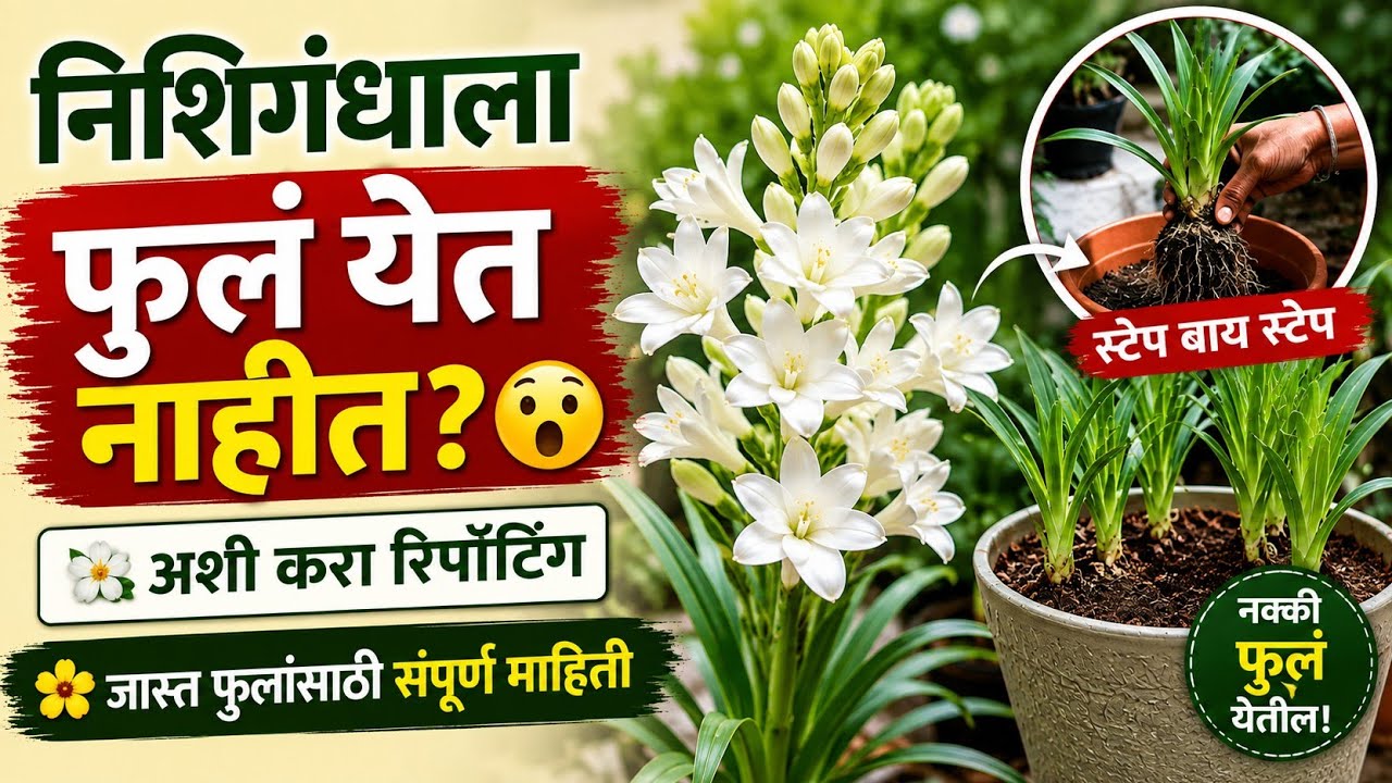 निशिगंधाला फुलं कमी येतात? 🌼 जास्त फुलांसाठी संपूर्ण माहिती | Tuberose Repotting & Care Marathi
