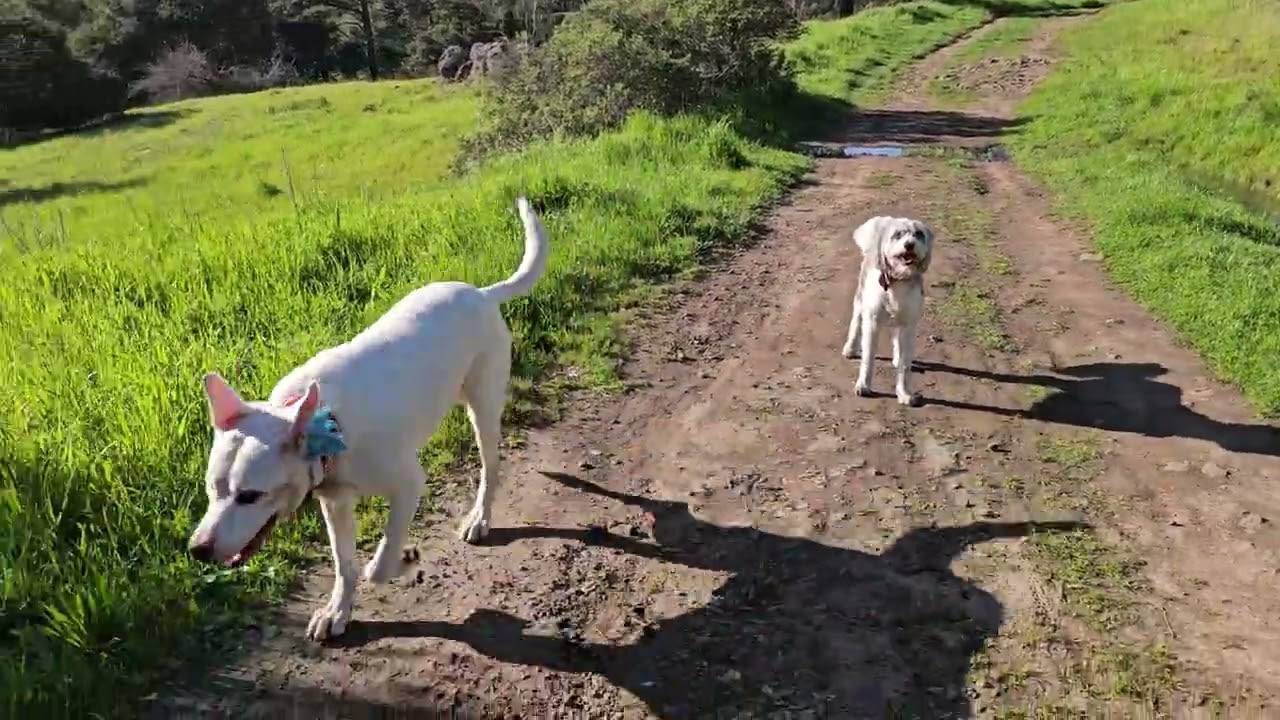 Ezra, Finny, Cyndi and Archie on Wednesday the 4th of March