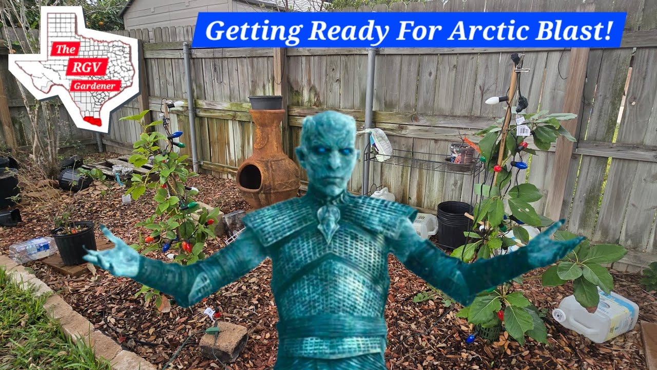 Preparing for Texas Freeze ❄️|| The RGV Gardener 