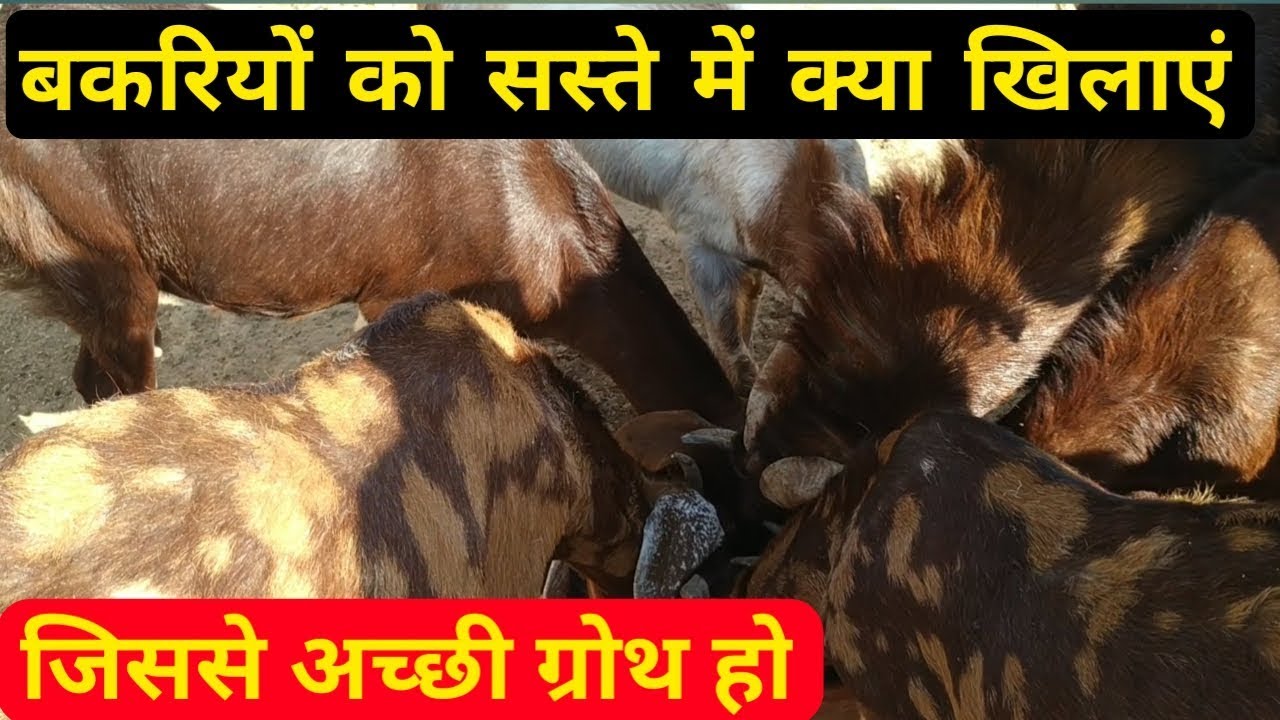 बकरी पालन| बकरियों को सस्ते में क्या खिलाएं जिससे अच्छी ग्रोथ हो| bakri palan kaise kare