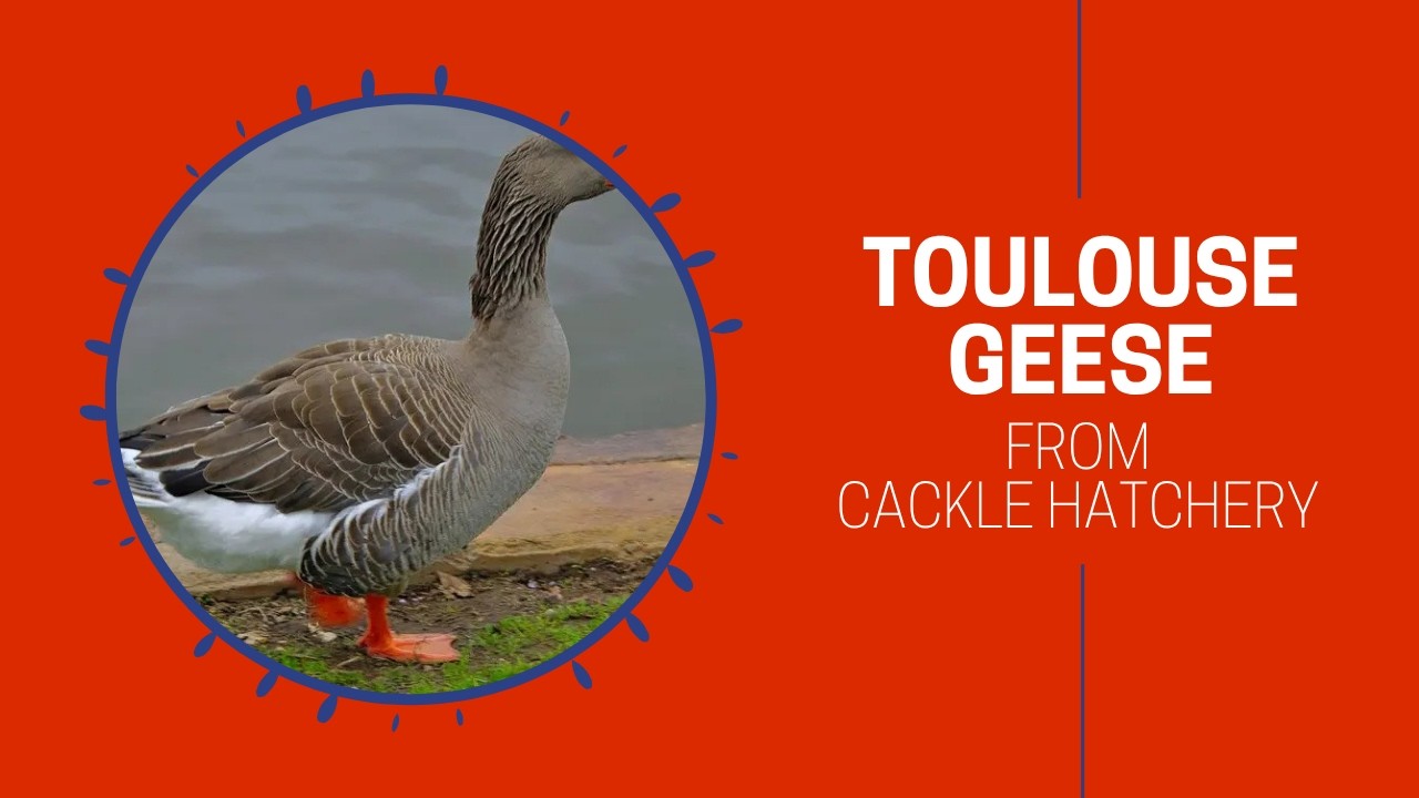 Breeding Flock of Toulouse Geese | Cackle Hatchery