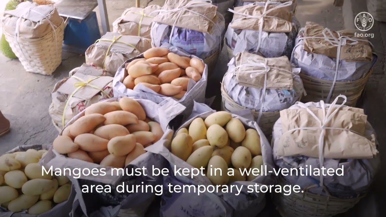 Technical tips to manage quality and reduce food losses in mango value chains &ndash; Unloading & handling