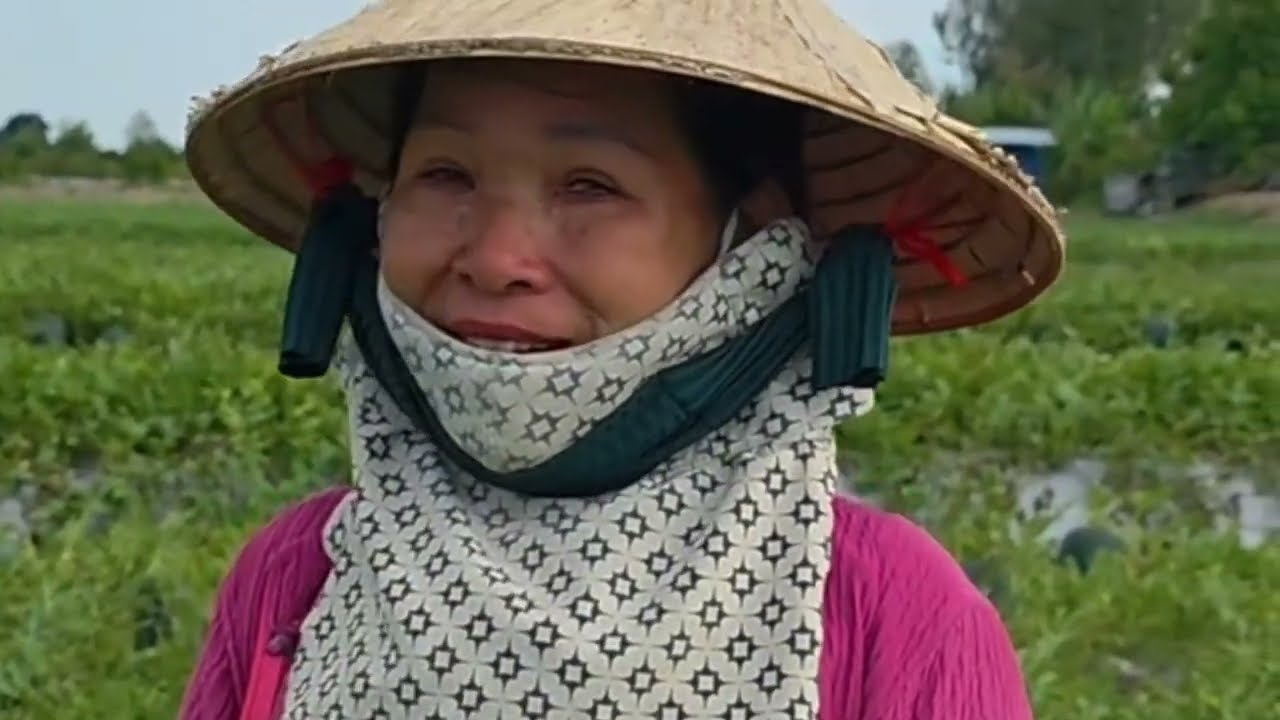 Giải Cứu dưa hấu chưng tết 2026 hơn 40 C&ocirc;ng b&aacute;n kh&ocirc;ng ai mua