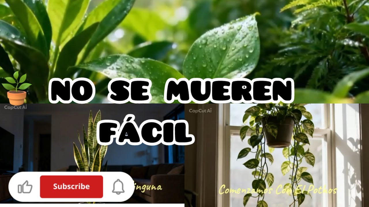 ✅🌿10 Plantas de Interior Muy Fáciles de cuidar (Perfectas para Principiantes)