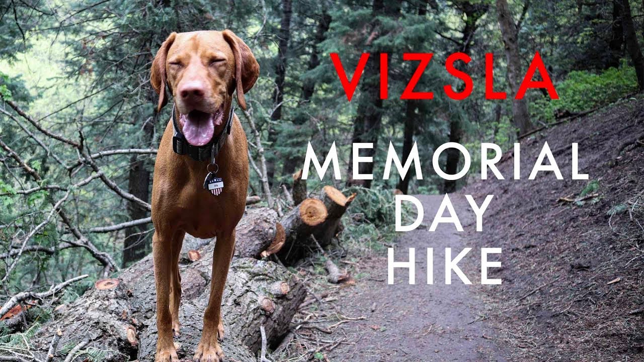 Cold Rainy Hike w/ My Vizsla - Video 120
