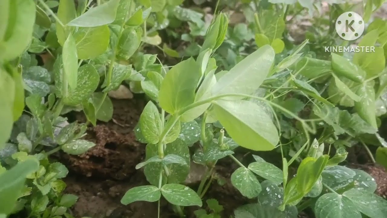 Tu nyab niam pog cia siab txog kawg tsi hlub niam pog hlo.8/2/2026.