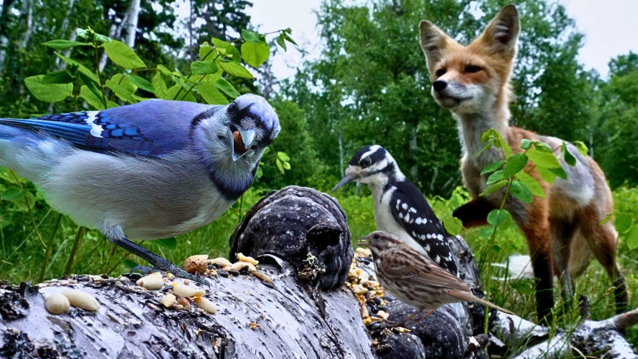 Cat TV & Dog TV - Early Morning Watch in the Meadow With Fox & Birds 🦊 Nature Fun for Pets & People