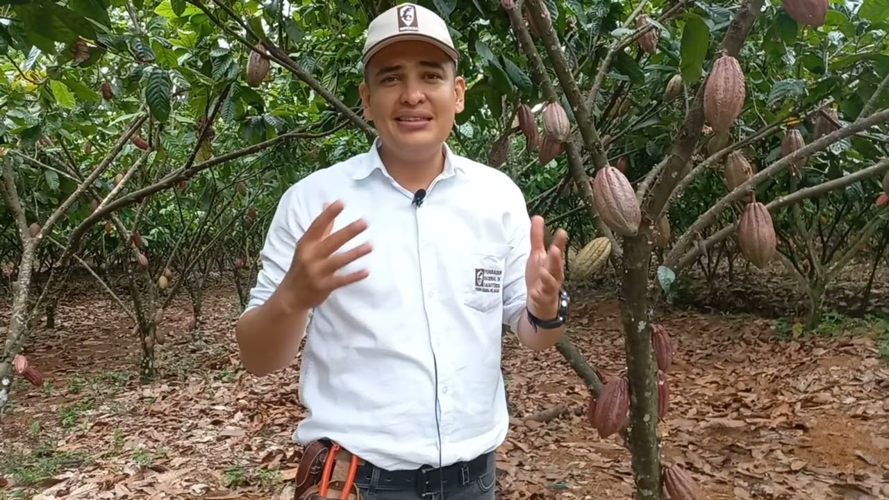 VIDEO CACAO CONDICIONES CLIMÁTICAS