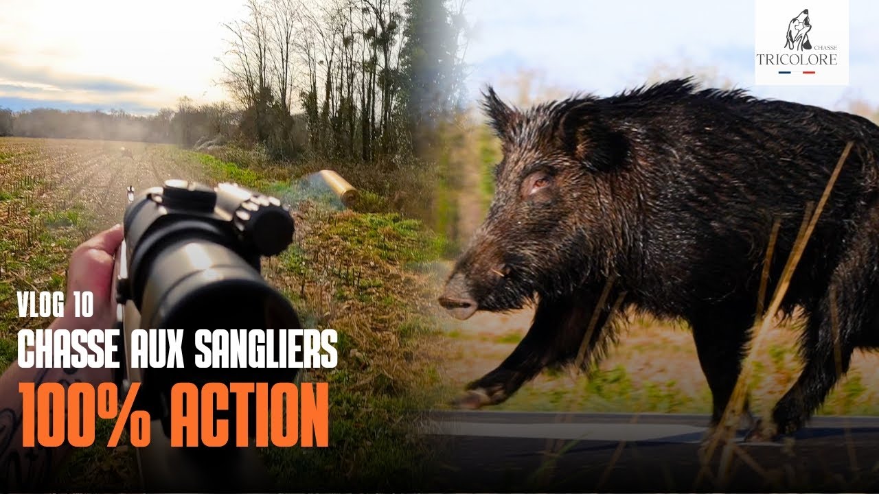 Chasse aux sangliers 100% action  | fin de saison de chasse 2025