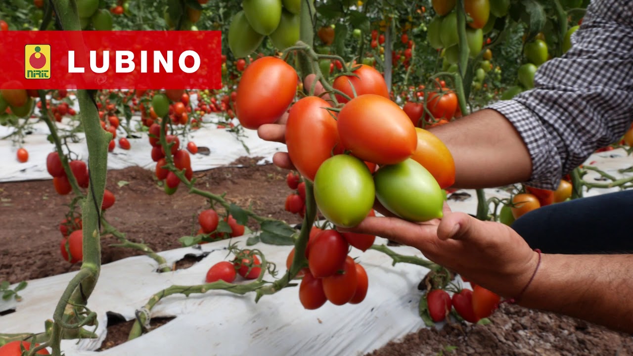 LUBINO - Testimonio