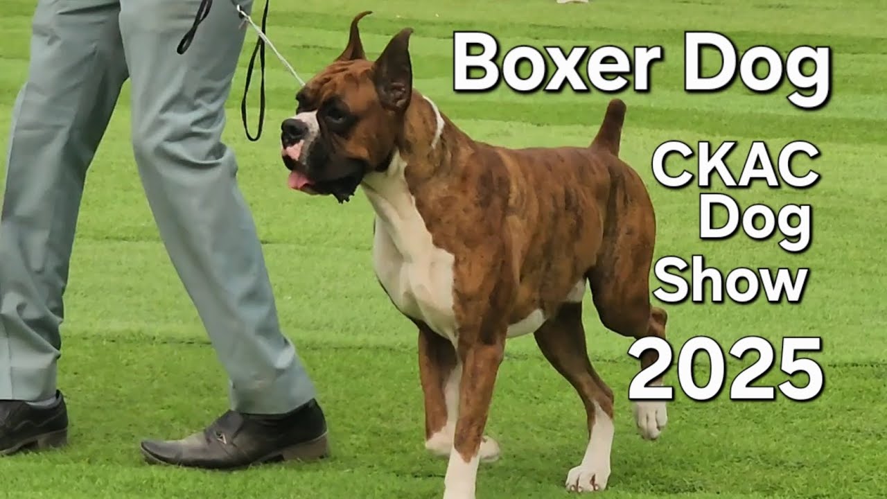Boxer Dog || CKAC Dog Show 2025 || Highlights