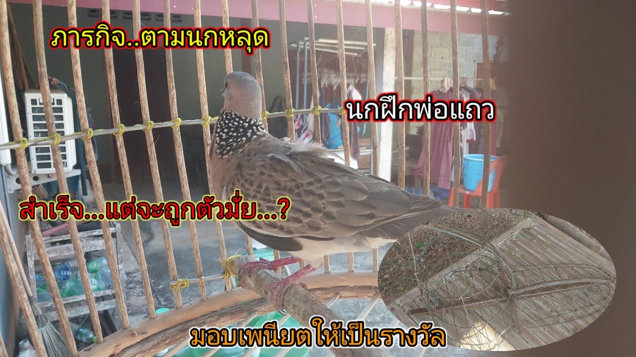 ภารกิจ ตามต่อนกหลุดของ พ่อแถว สำเร็จ ได้เพนียตเป็นรางวัล #ต่อนกเขาใหญ่
