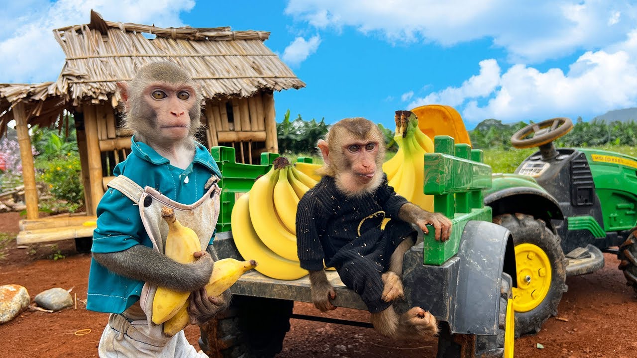 Obi and monkey Bim Bim go to harvest ripe bananas on the farm