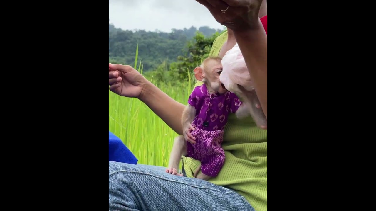 #monkey #naturalmonkey #babymonkey #sweetmonkey #baby #welovemonkey