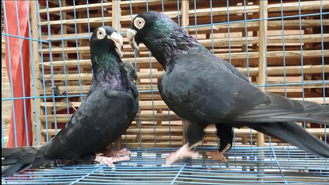 إيه حكاية ميجا بكتيريا مع الحمام؟ وهل هي سهلة ولا مرض خطير؟ طيب إزاي اعرف اميزها واعالج الطيور منها؟