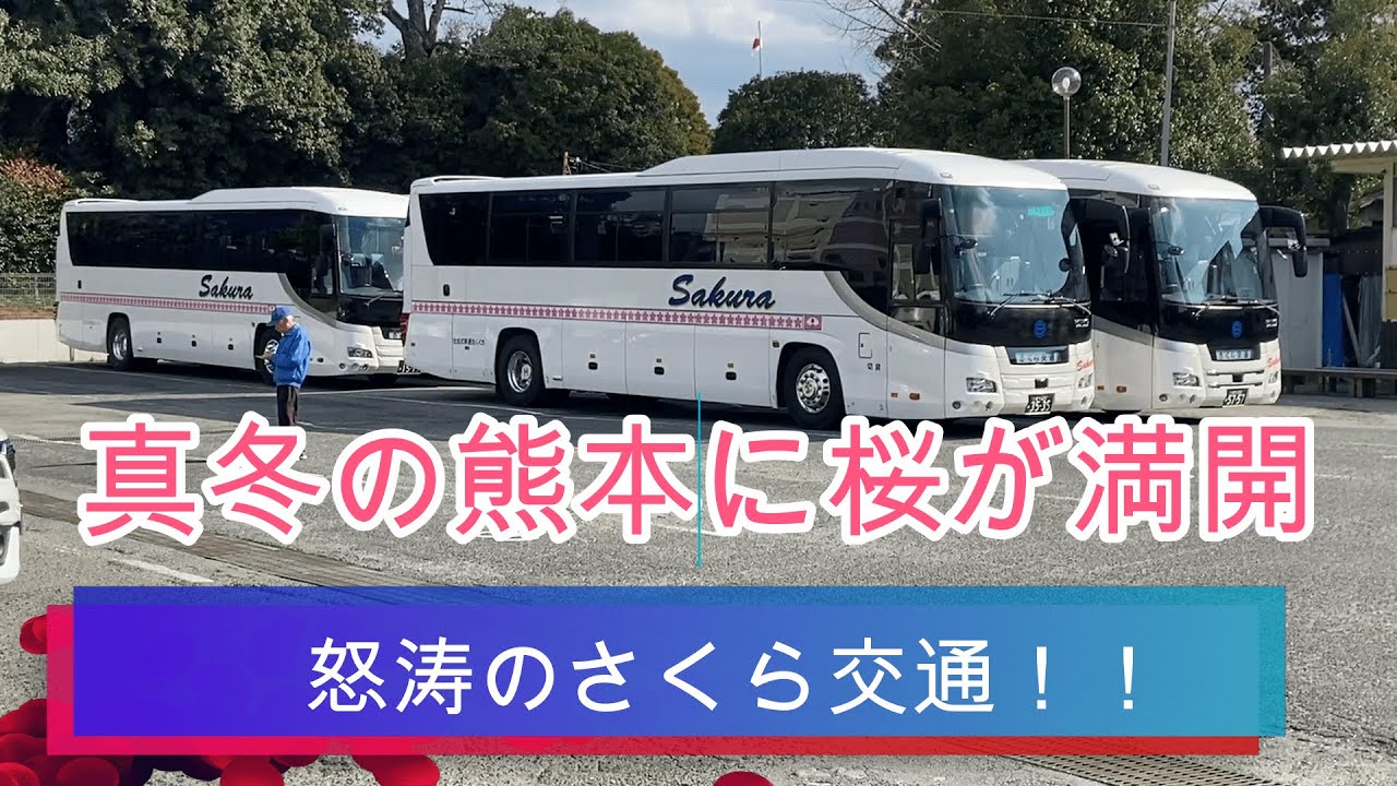 【観光バス】真冬の熊本で桜が満開
