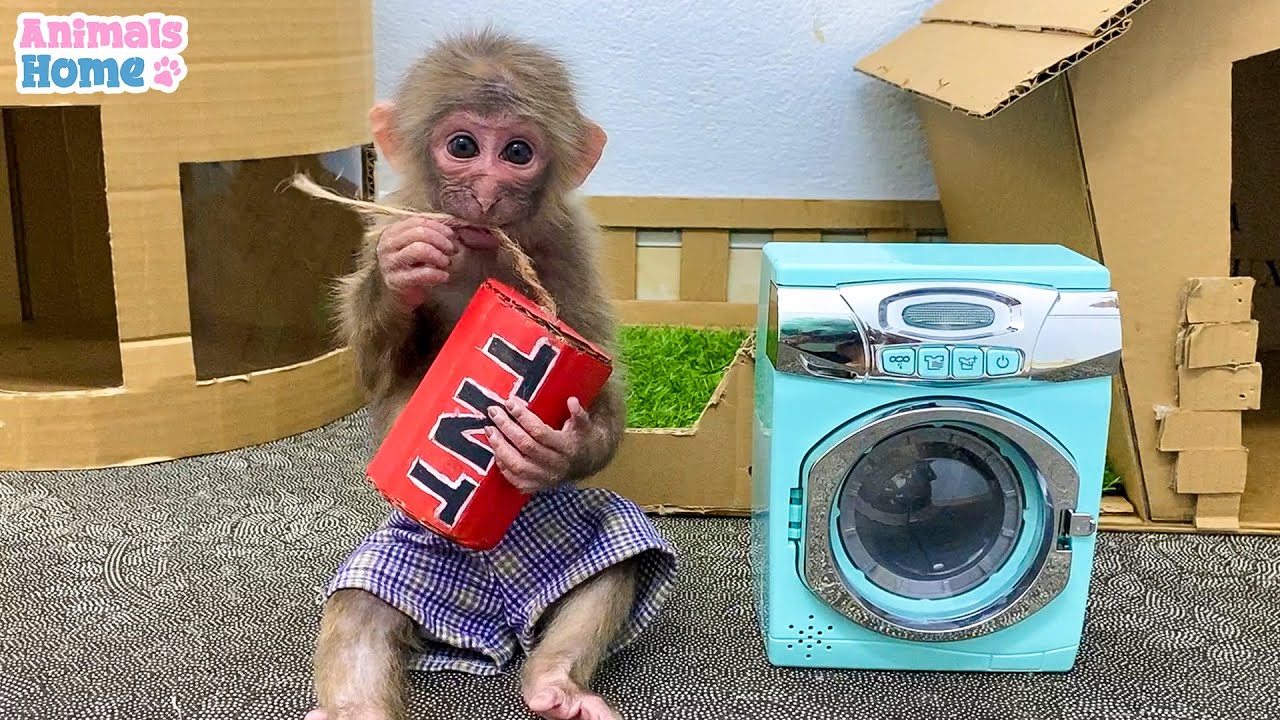 The funniest video when BiBi teases Amee dog