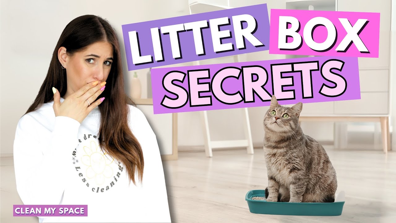 CLEAN Litter Box Secrets Your Cat Won't Tell You?