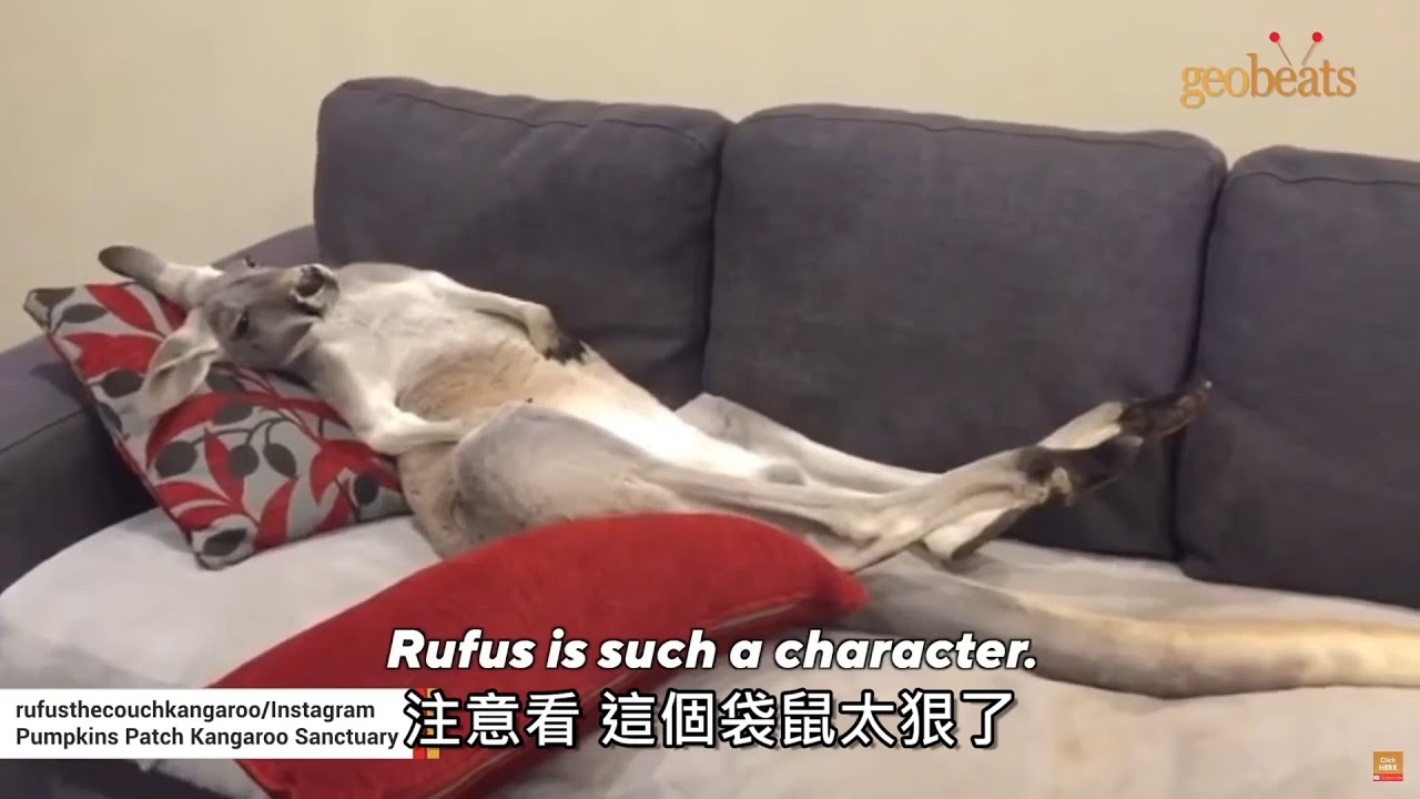 被救援的袋鼠Rufus每天到人類家裡耍廢看電視🦘