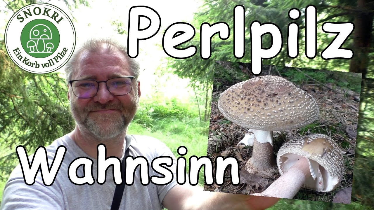 Perlpilz Wahnsinn - Pilze Eskalation im Juli - Pilze ohne Ende