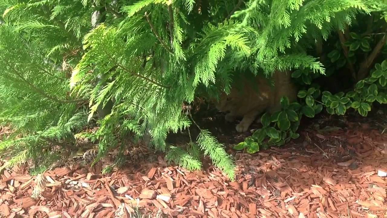 Cat Instincts