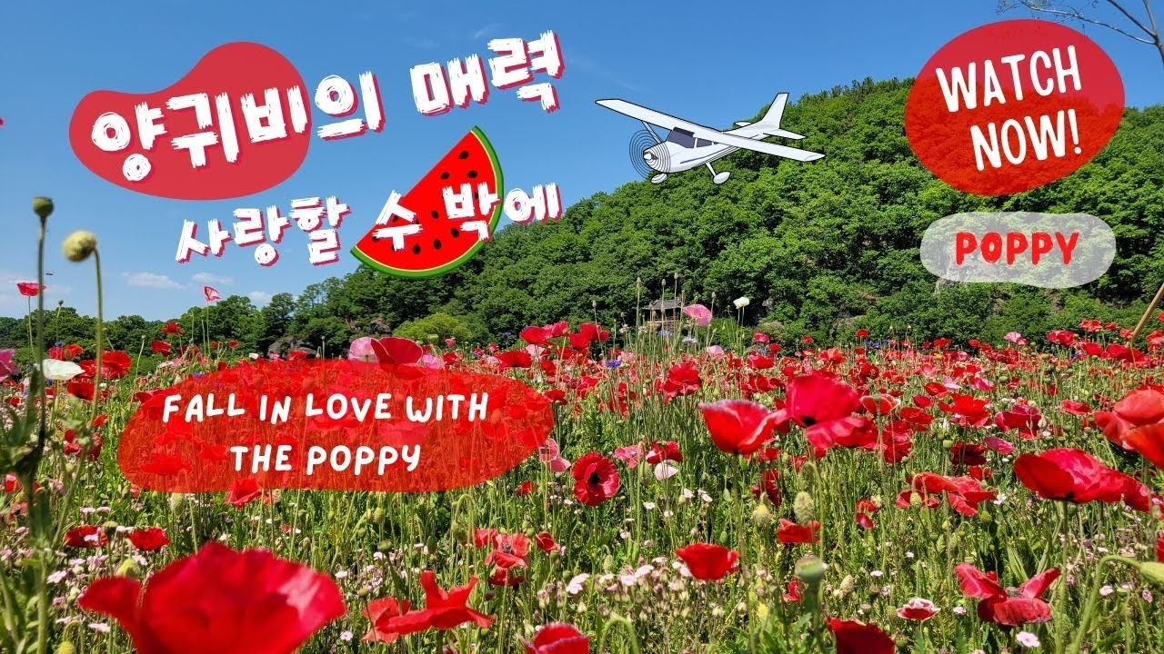[💖양귀비의 매력 사랑할🍉수박에] 'Fall in Love with The Poppy', 눈이 시리도록 새빨간 #양귀비 유혹~ 봄꽃 향기에 흠뻑 취하는 #랜선힐링투어 #힐링영상
