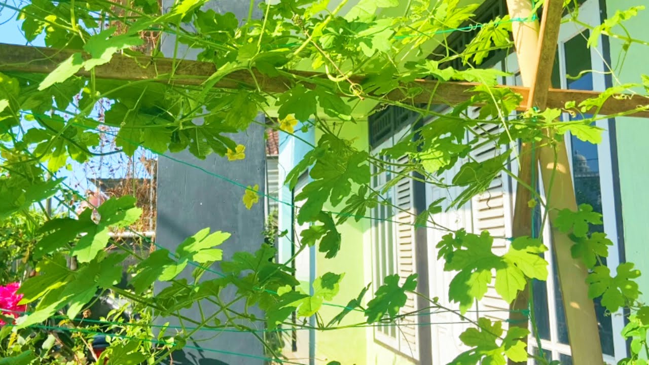 UPDATE TANAMAN PARE DAN TANAMAN KACANG PANJANG DI KEBUN 🪴 SEJENGKAL