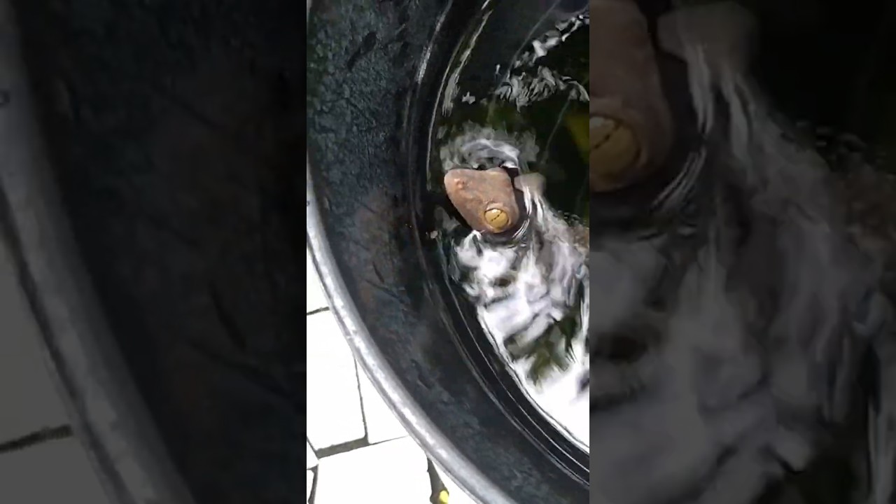 Tuko in the Bucket &ndash; Tokay Gecko Rescued & Barks at Blue-Eyed Kitten! #Tuko #Gecko #TukoSound