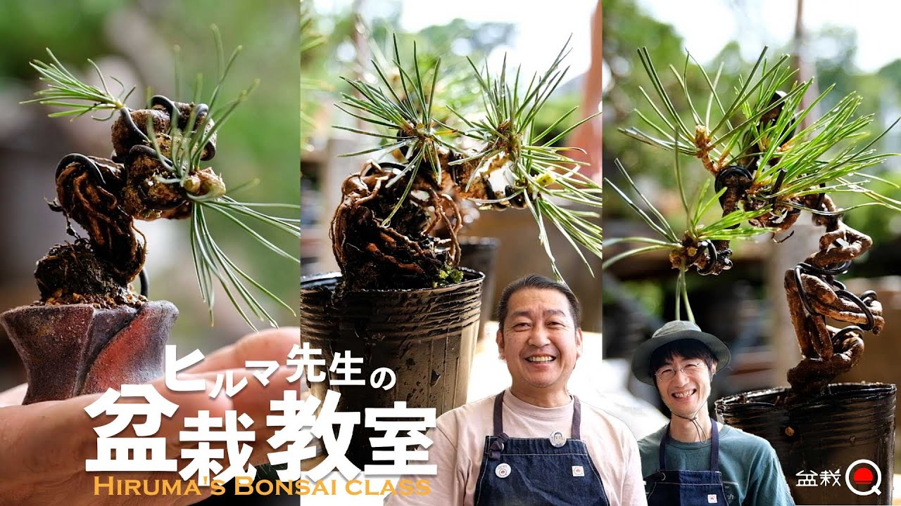 【黒松】ミニ盆栽の畳み込み、ヒルマ先生の盆栽教室【盆栽Q】