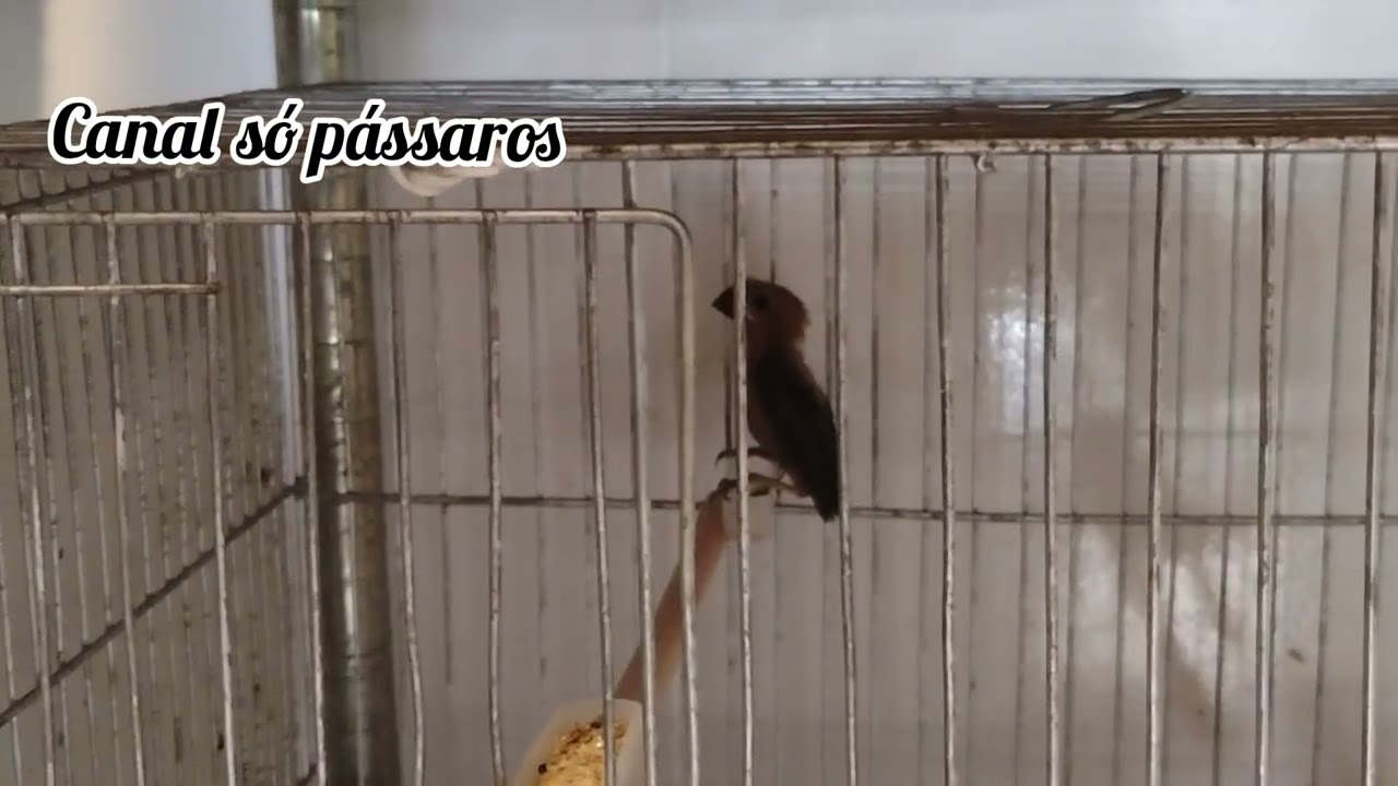 criação de curió #curió praia clássico #curio #curio cantando #criatoriodeaves #passaros