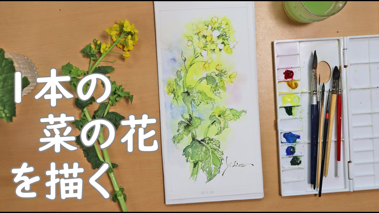 【透明水彩画】1本の菜の花を描く