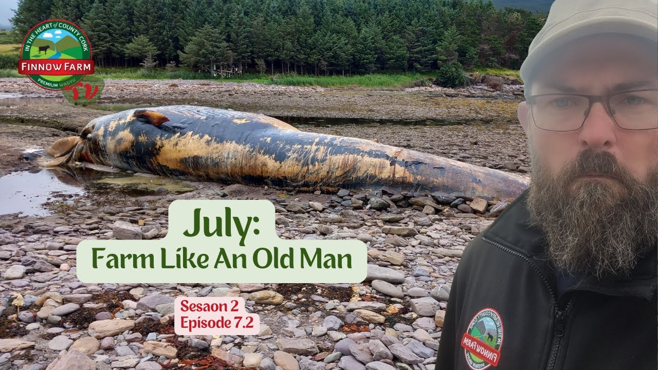 Farm Like an Old Man S2 E7.2 #wagyu #farm #finnowfarm #farming #farmlife #beef #japanese #breed