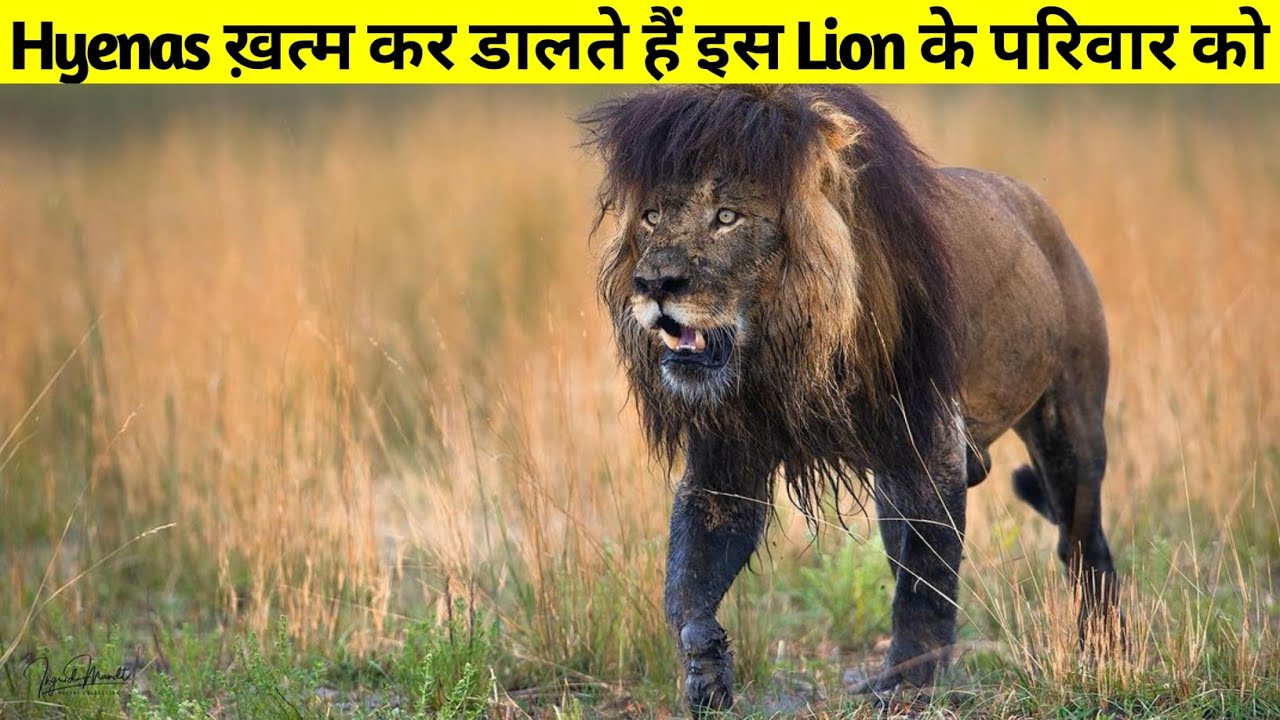 परिवार कि मौत का बदला लेने के लिए हों जाता है पागल || The True Story Of Ntwadumela Lion ||