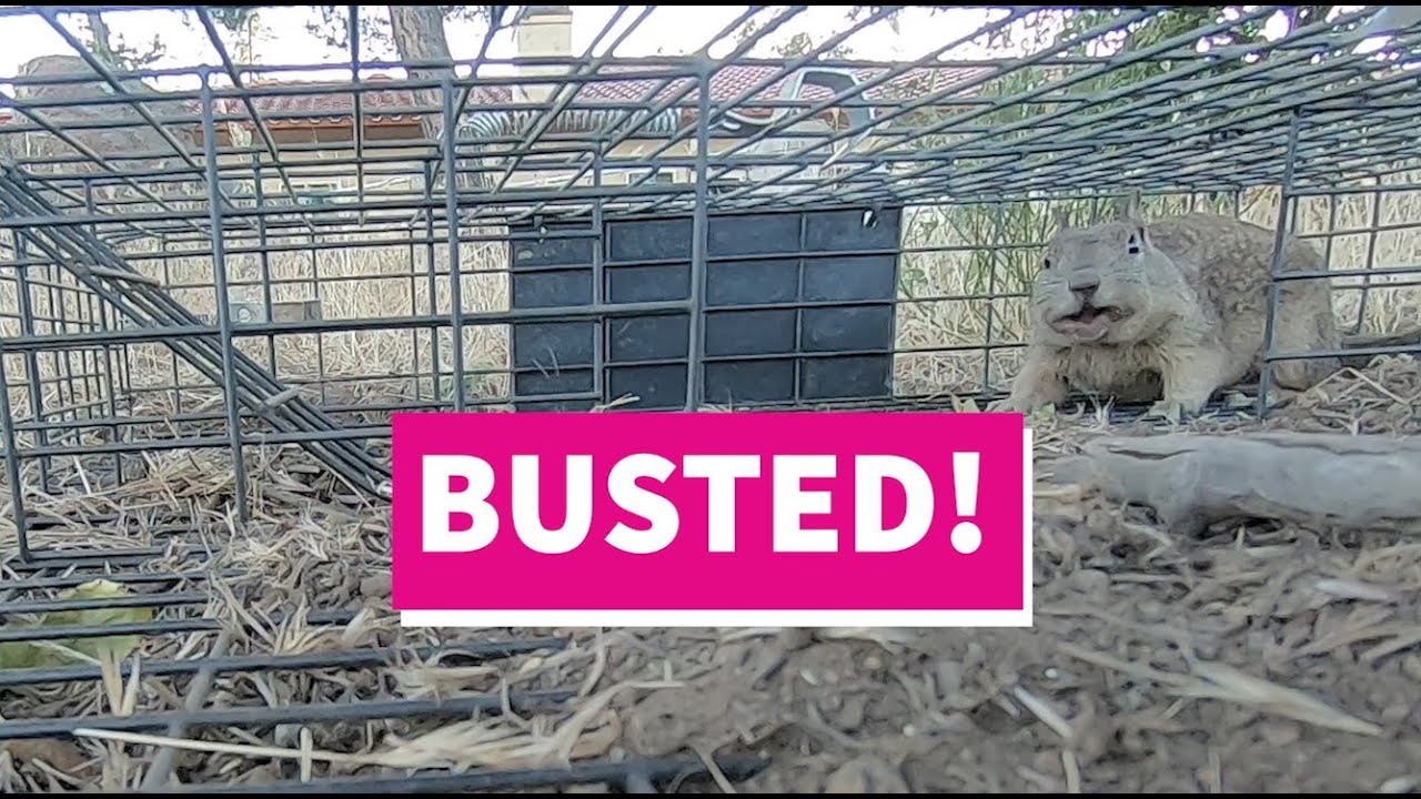 Catching Squirrels with the Squirrelinator  | These California Ground Squirrels Have to Go!