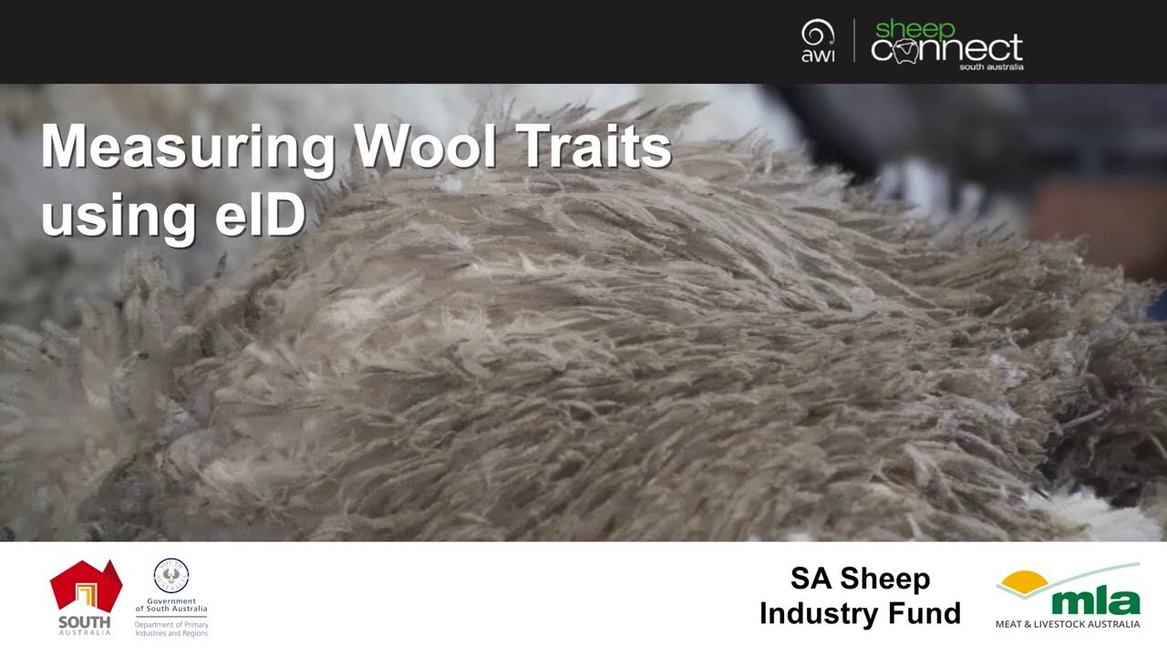 Measuring Wool Traits using eID