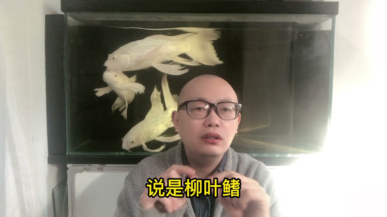 蝴蝶鲤鳍尾充血是什么原因造成的？要如何处理？