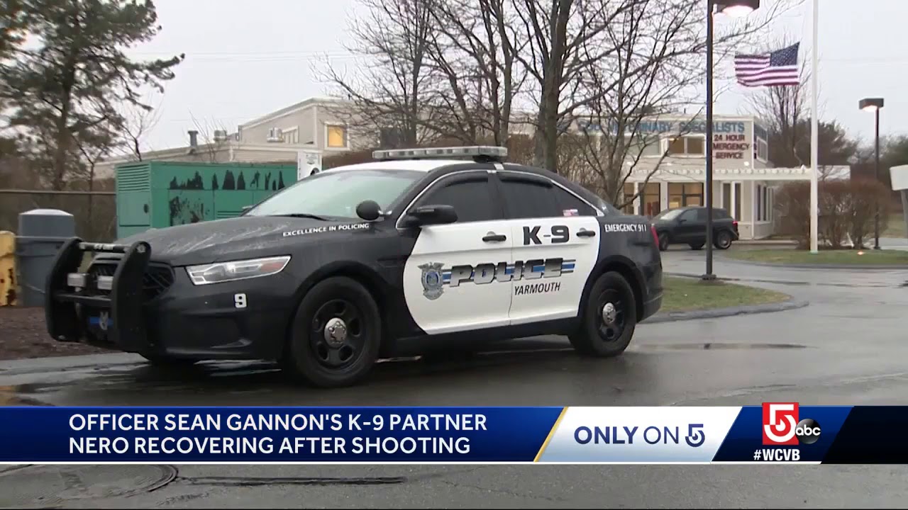 First video of K9 officer Nero recovering from injuries