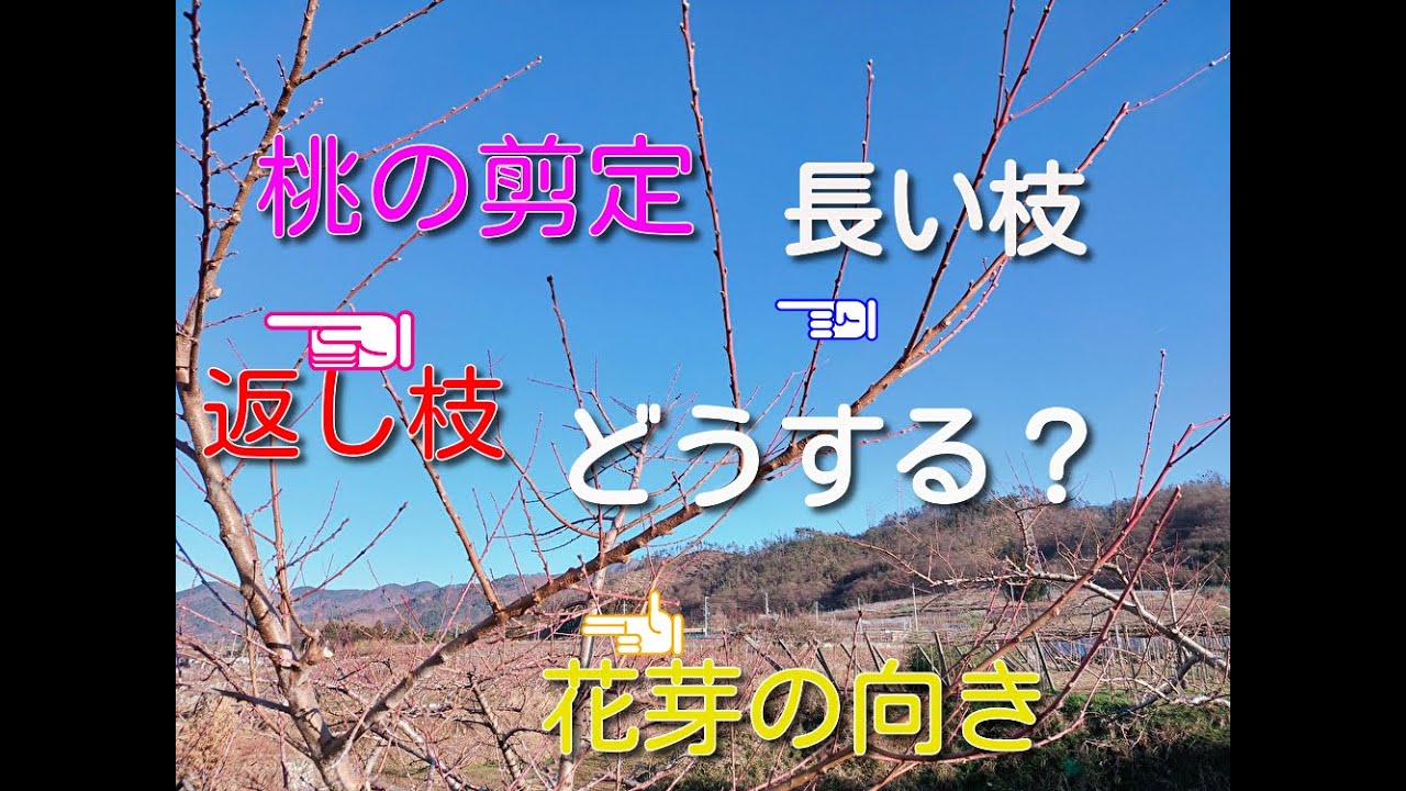 桃の剪定　枝の長さ、返し枝、花芽の向きどうする？　”質問シリーズ”