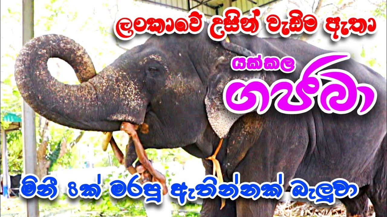 Yakkala Gajaba යක්කල ගජබා රත්නායක මාමාගේ ආදරය බලන්න ලංකාවේ ලොකුම අලියා