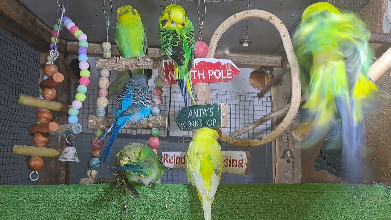 “When your pet is funnier than your friends 😂🦜”