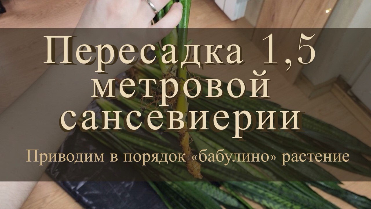 Привожу в порядок БАБУЛИНО растение | ПЕРЕСАДКА 1,5-метровой сансевиерии Зейланика | Везла по морозу