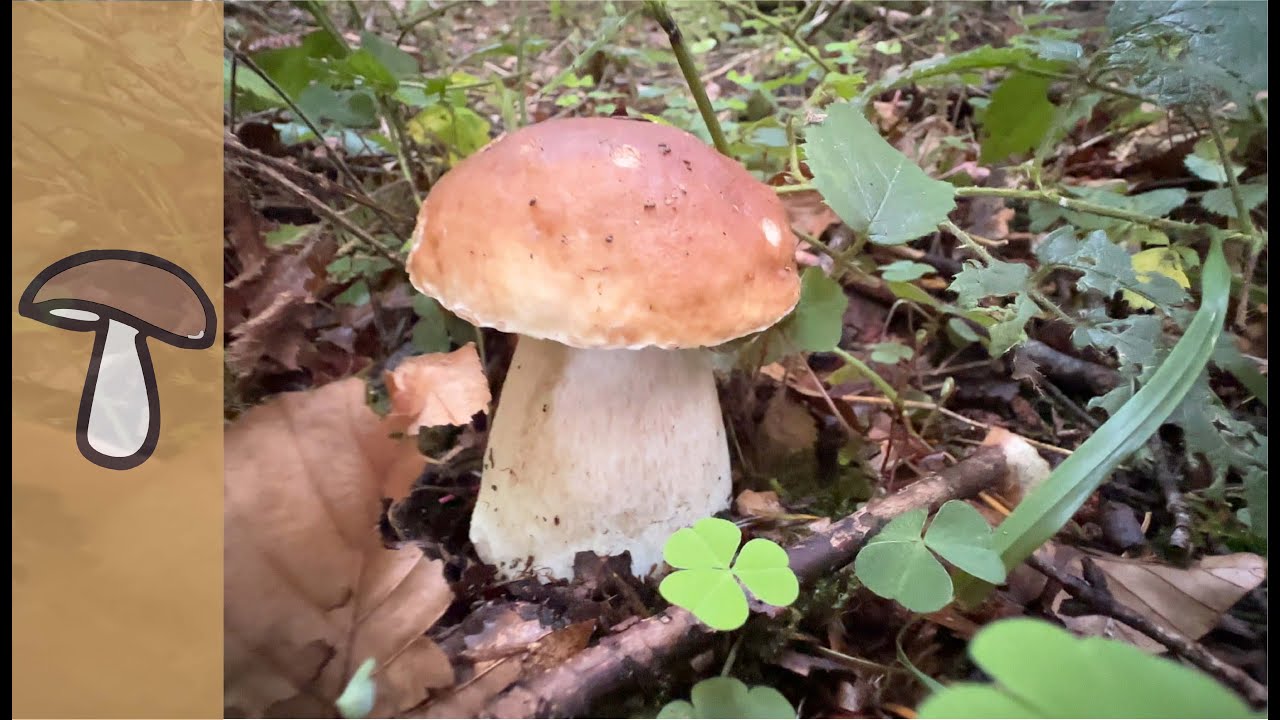 🍄FICHTENSTEINPILZ - JETZT SIND SIE ÜBERALL
