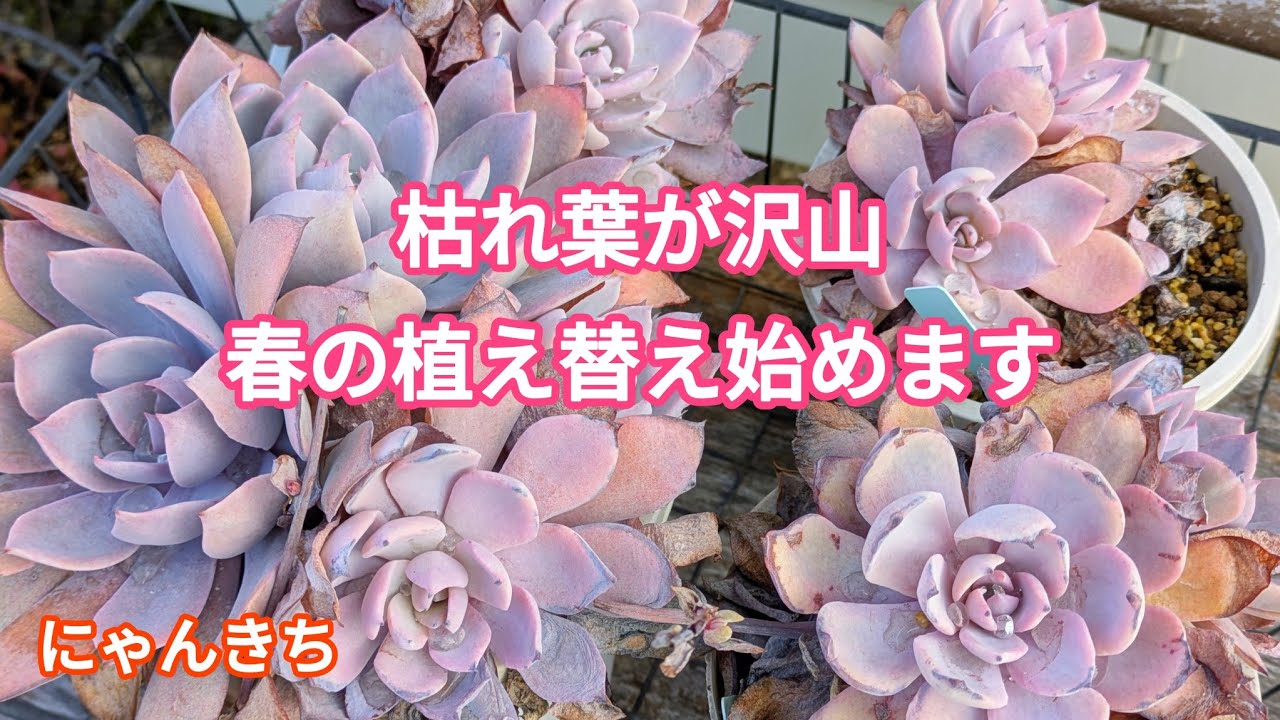 【多肉植物】春の植え替え始めます🌸植え替えで子株の成長を促進😊