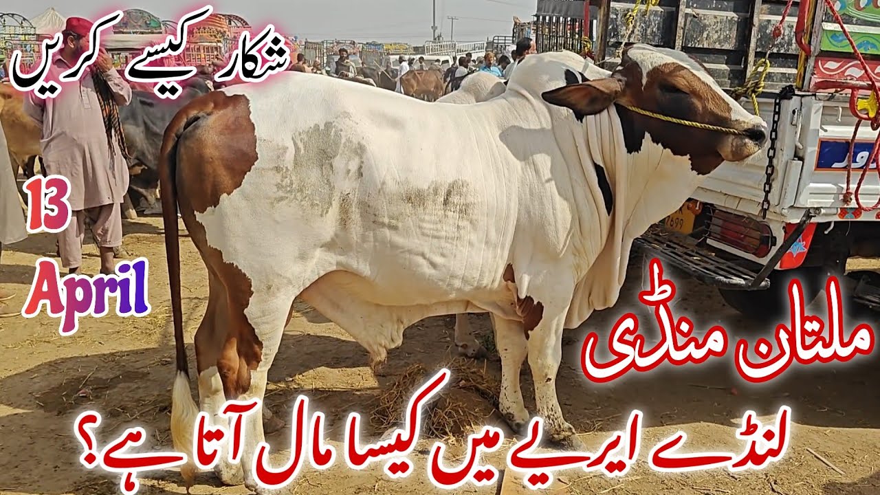 Landy Areay me kasy Mall ata hae? || Qurbani 2025 ka Mall latest Fresh update on Sunday