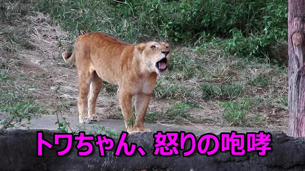 トワちゃん、怒りの咆哮　Lion (ライオン)　多摩動物公園
