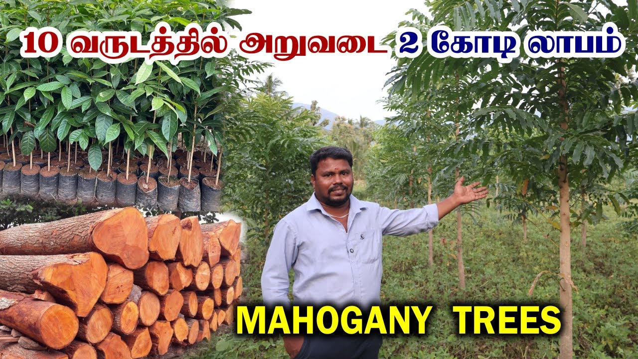 கோடியில் வருமானம் தரும் மகோகனி மரங்கள் | Black Pepper Cultivation | Mahogany Trees