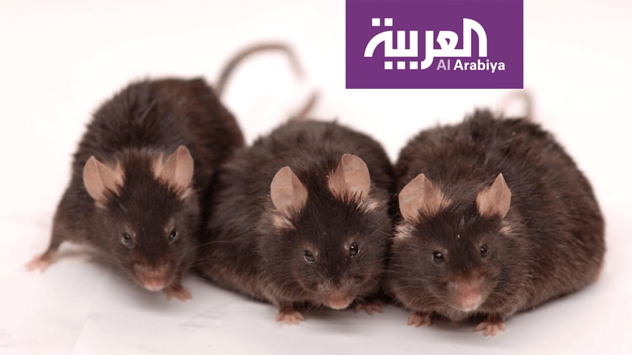 بعد تجربة ناجحة على فئران.. الأمل يرتفع في علاج الإيدز